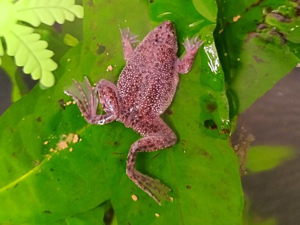 African Dwarf Frogs: Tiny Aquatic Wonders from West Africa