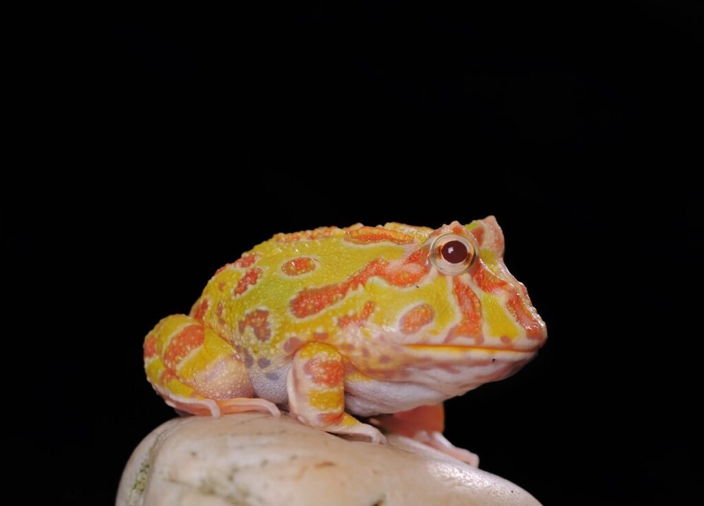 Pacman Frogs: The Voracious Amphibians with a Charming Smile