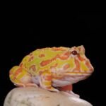 Pacman Frogs: The Voracious Amphibians with a Charming Smile