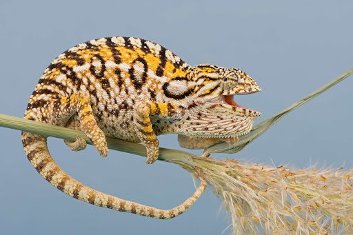 Carpet Chameleons: The Colorful Dwarfs of Madagascar