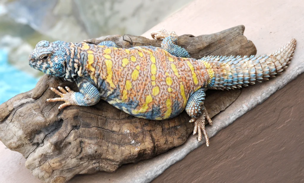 Uromastyx: The Colorful Desert Dwellers with Prehistoric Charm