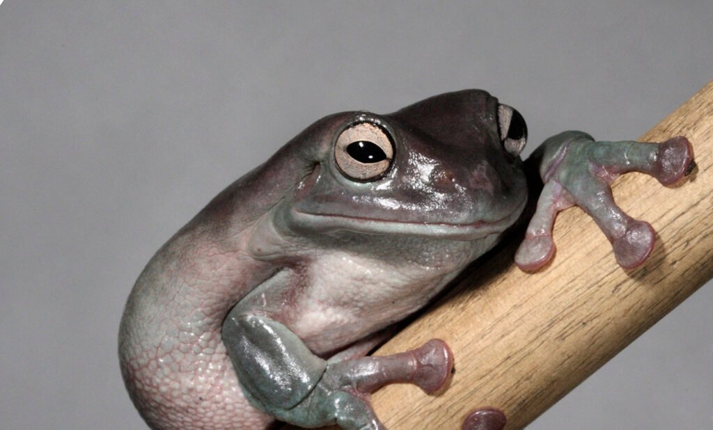 White's Tree Frogs: The Gentle Giants of the Amphibian World