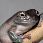 White's Tree Frogs: The Gentle Giants of the Amphibian World