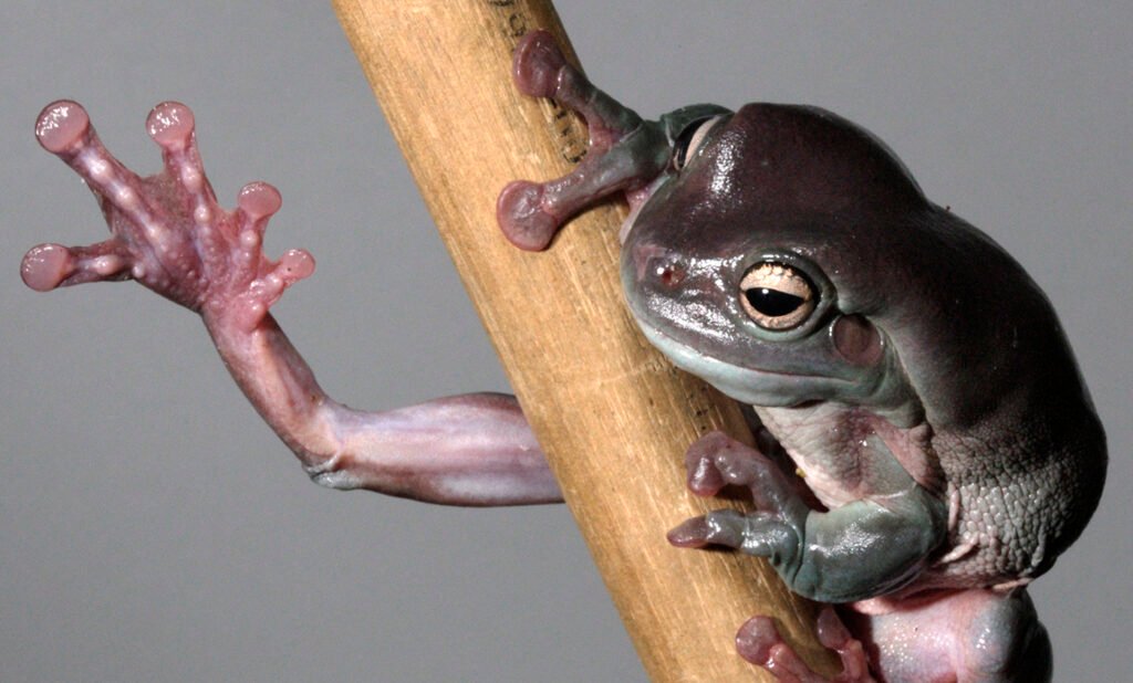 White's Tree Frogs: The Gentle Giants of the Amphibian World