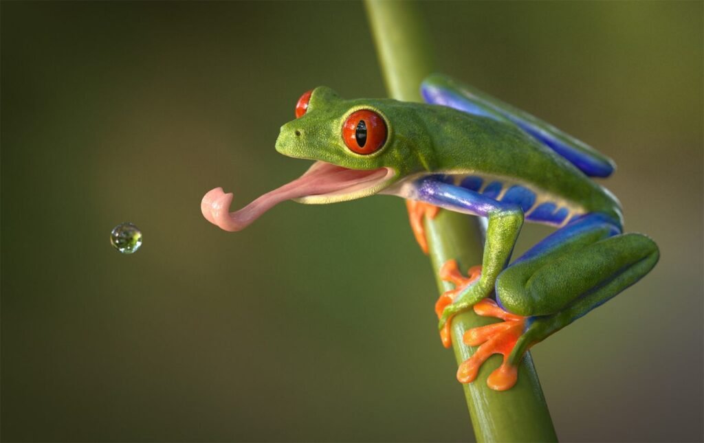 Red-Eyed Tree Frogs: Vibrant Canopy Dwellers of the Rainforest