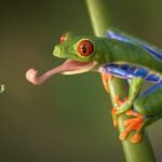 Red-Eyed Tree Frogs: Vibrant Canopy Dwellers of the Rainforest